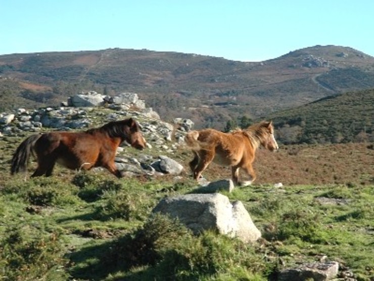 Cabalos salvaxes nos montes galegos / primeiroexpreso.blogspot.com - Arquivo