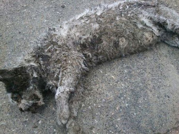 Un dos gatos mortos no porto coruñés