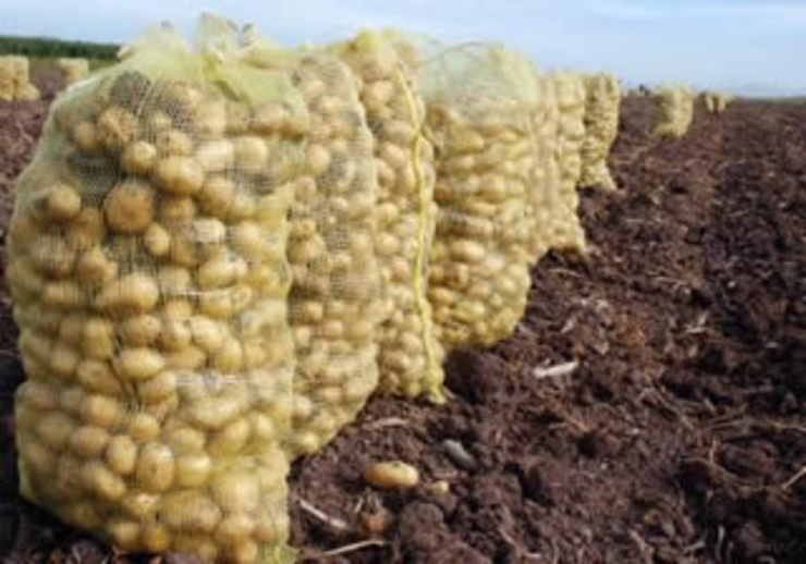 O cultivo da pataca na Limia precisa de regadío/ ourensedixital