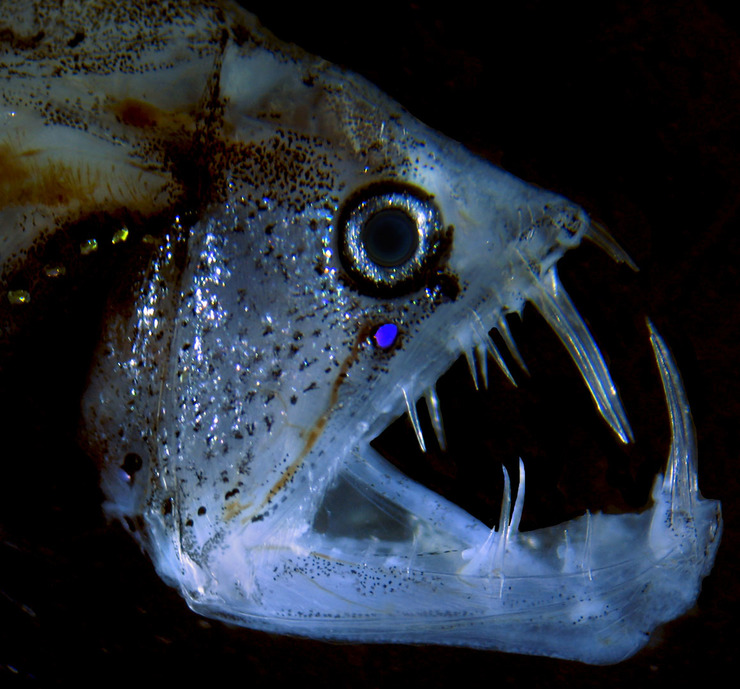Imaxe dun peixe víbora tomada polo biólogo vigués Álvaro Roura Labiaga 