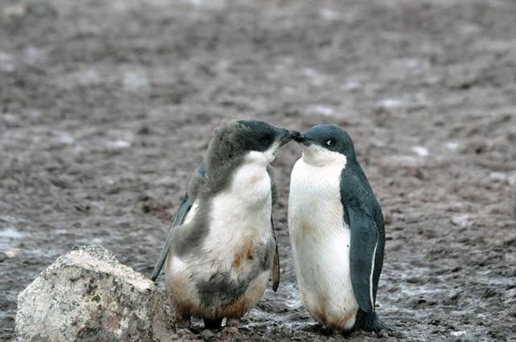 Dous pingüinos na Antártida 