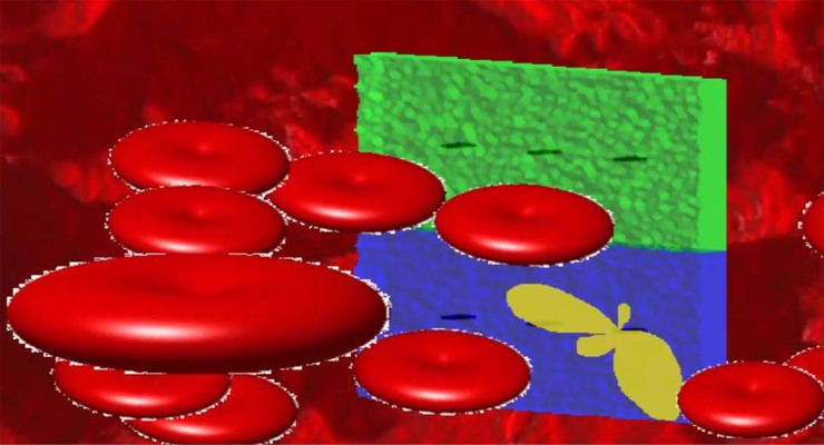 Imaxe a grande escala de glóbulos vermellos, conseguida por investigadores de Vigo e Boston 