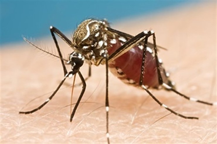 Mosquito Aedes Aegypti que transmite o virus do zika / E.P.