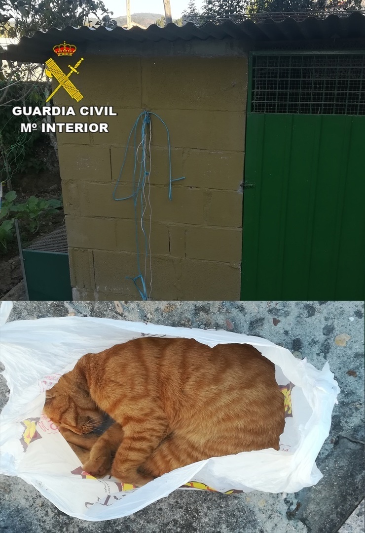 Malos tratos animais en Tomiño (Pontevedra) 