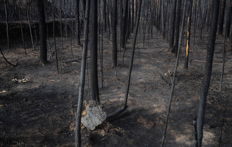 Bosque totalmente calcinado en Ribarteme (As Neves), tras os devastadores lumes que arrasaron a zona e boa parte de Galicia en pleno outubro de 2017 / Miguel Núñez.
