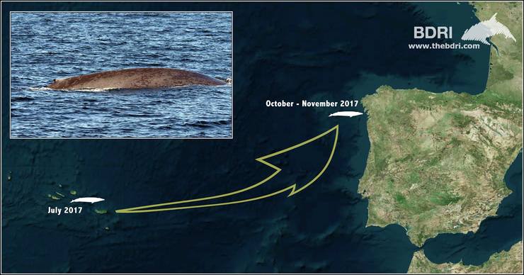 A balea azul que percorreu 2.000 quilómetros para alimentarse en augas galegas 