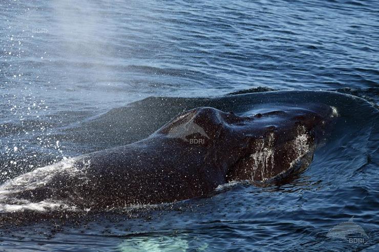 Exemplar de balea xibardo atopado en augas de Galicia 