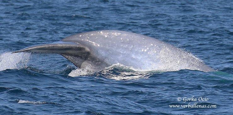 Primeira balea azul avistada en augas da Península Ibérica en tres décadas, identificada fronte a costa de Biscaia o 23 de setembro de 2016 / Gorka Ocio  - Verballenas.com.