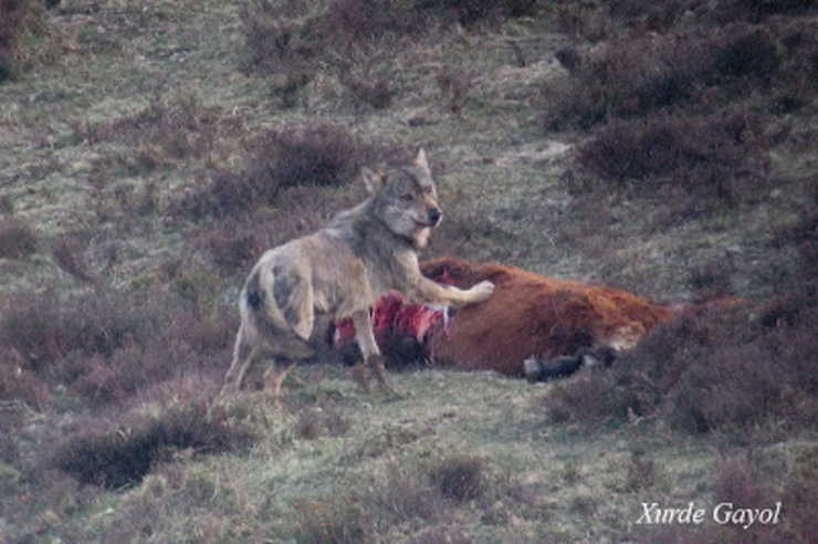 Lobo adulto comendo carroña en Asturies, foto publicada en 2010 