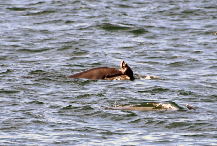 Unha femia arroaz empurra na ría de Arousa a súa cría cara a superficie malia que xa levaba morta varias horas tras o ataque de arroaces machos nun caso de infanticidio 