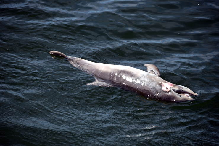 Cría de arroaz morta por ataque infanticida na ría de Arousa 