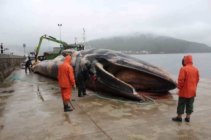 Labores de despece da balea no porto de Muros en 2013 