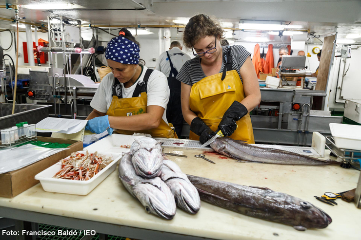 Científicas do Instituto Español de Oceanografía traballan con distintas capturas 