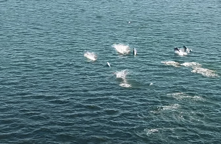 Golfiños na ría de Vigo gravados desde un dron 