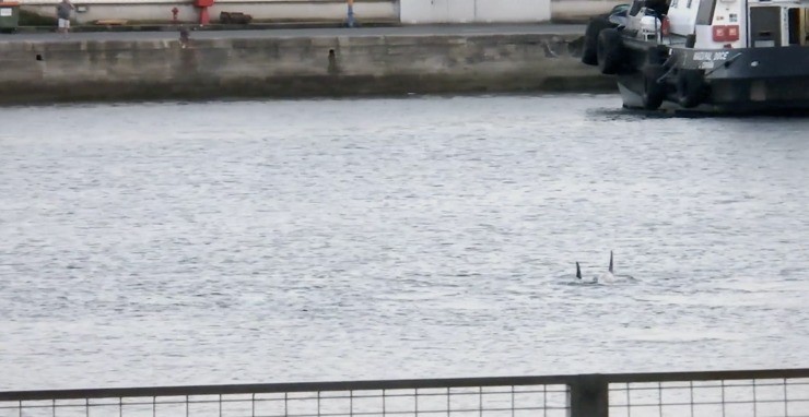 Arroaces boto alimentándose no porto da Coruña / Pedro Lourido.
