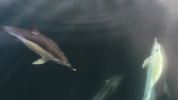Golfiños sorprende na enseada de Corcubión 