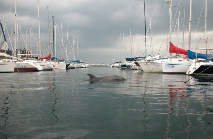 O arroaz Gaspar nun porto