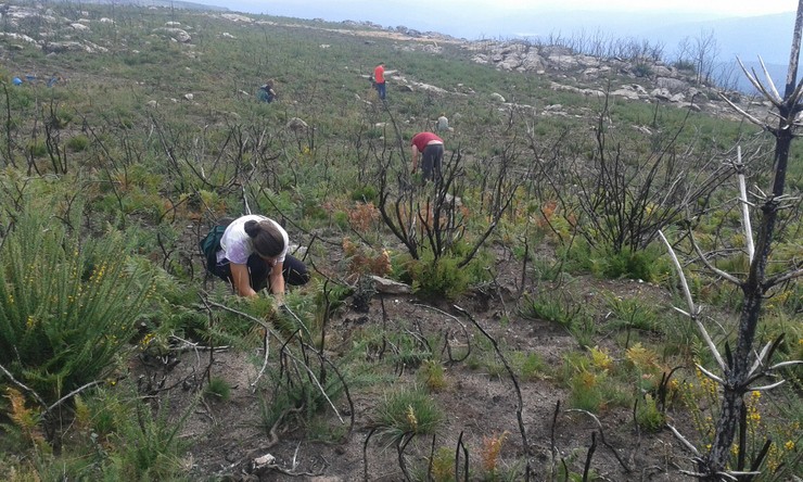 Unha brigada de voluntarios actúa para restaurar os montes de Tourón, en Melón 