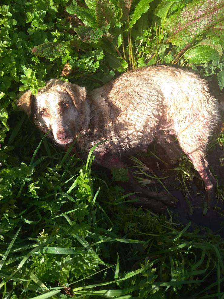 A cadela que foi disparada e golpeada por un cazador este sábado no municipio lucense de Chantada 