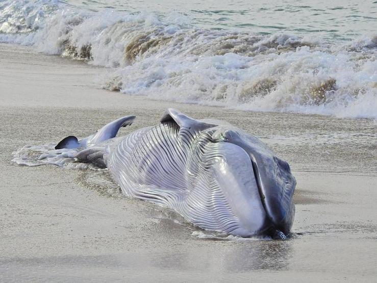 Cría de balea común varada en Nemiña. Foto-Javier Carballo 