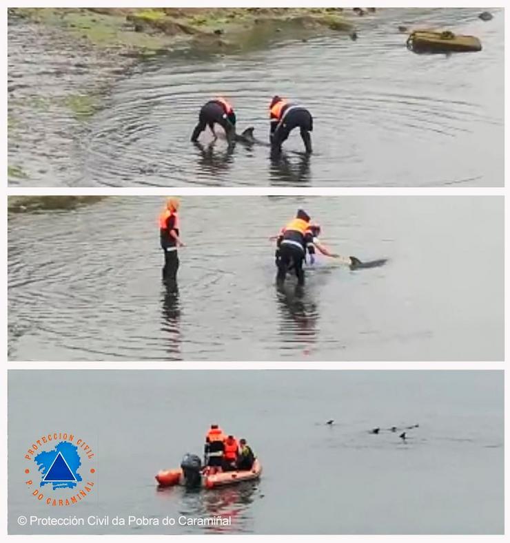 Secuencia do rescate dun golfiño na Pobra do Caramiñal 