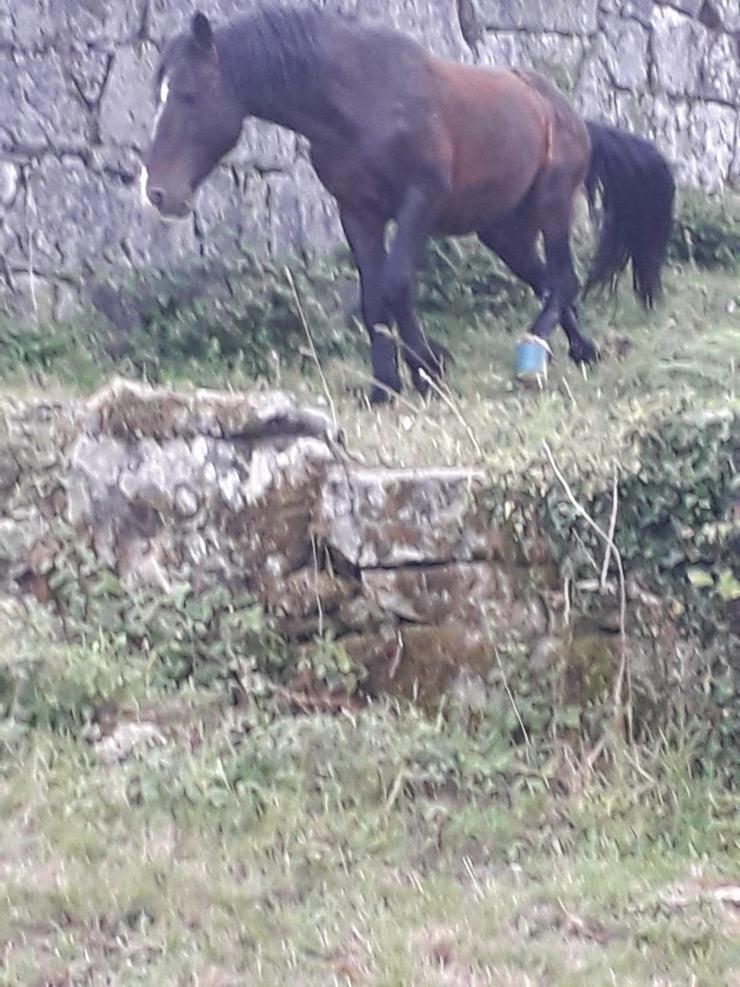 Animalistas denuncian os malos tratos a cabalos tras un novo caso dun équido cun cepo cravado en Covelo (Pontevedra). LIBERA 