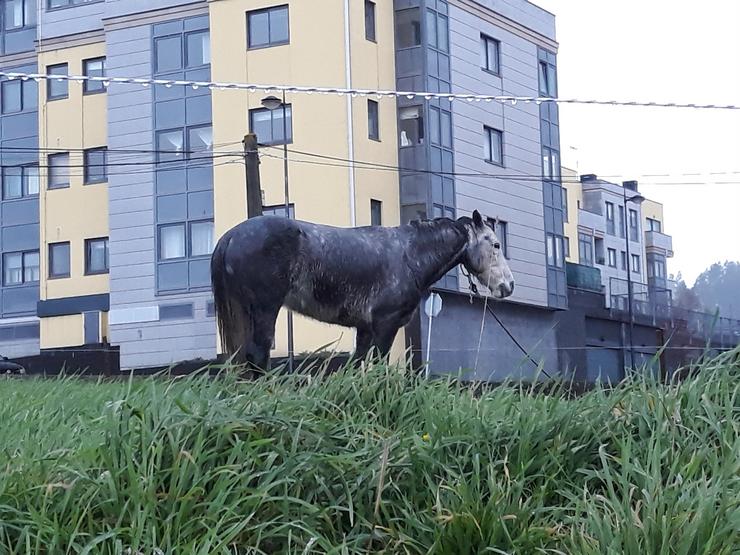 Cabalo encadeado na provincia da Coruña, segundo Libera. LIBERA 