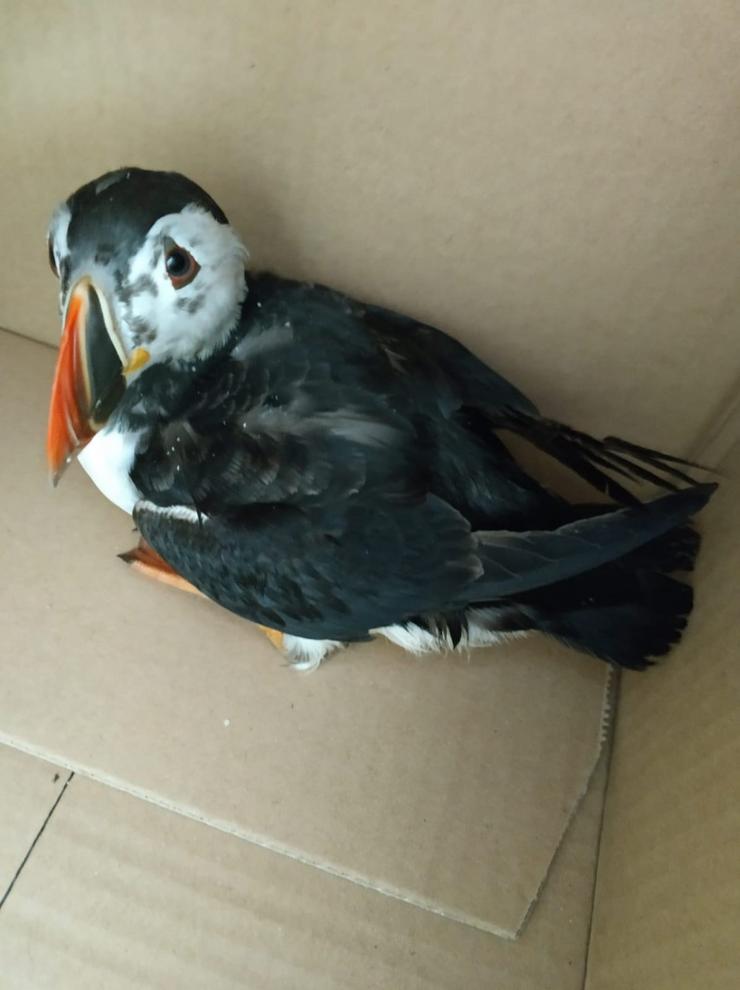 Arao papagaio afectado por unha vertedura nas costas galegas 