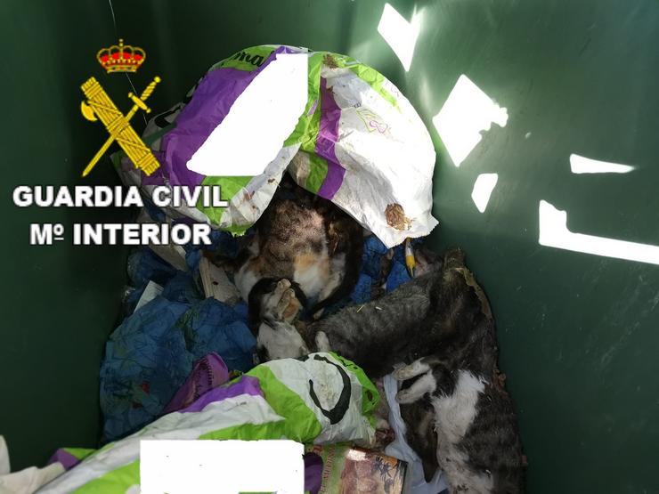 Crías de gato achadas nun colector de lixo por cuxa morte a Garda Civil investiga a un veciño de Curtis (A Coruña).. GARDA CIVIL / Europa Press