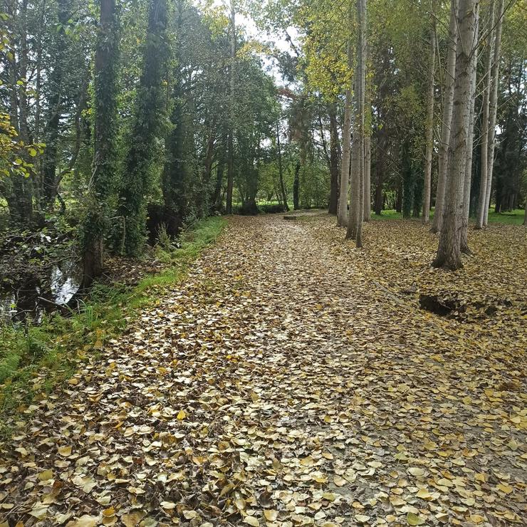 Imaxe das follas caídas no outono no paseo do Anallóns, en Carballo / EP