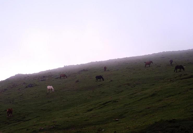 Cabalos salvaxes na Serra da Capelada. / MARCOS BLANCO