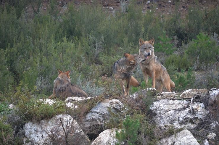 Exemplares de lobo ibérico no centro de conservación do lobo da Fundación Patrimonio Natural e Biodiversidade da Xunta de Castela e León.. FUNDACIÓN PATRIMONIO NATURAL DE CASTELA E LEÓN 
