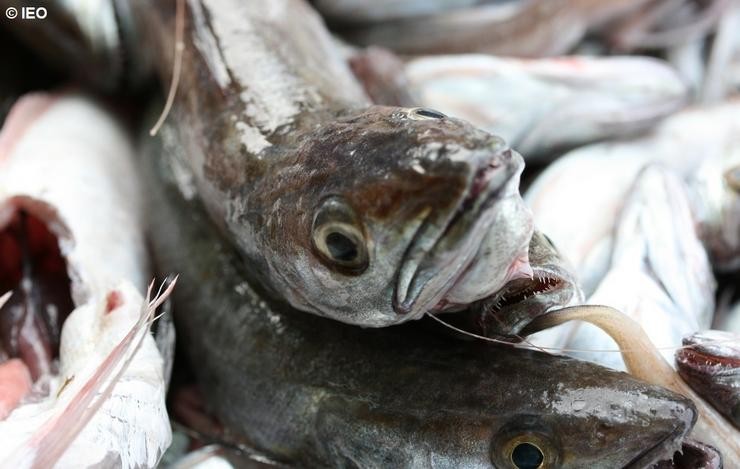O IEO deseña un modelo de predición para a eficiencia económica na pesca. IEO 