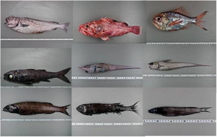 Comunidades de peces do noiro galego e do banco de Galicia. INSTITUTO ESPAÑOL DE OCEANOGRAFÍA 