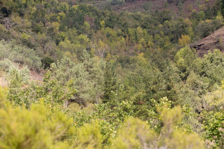 Masa forestal entre as aldeas de Froxán e Vilamor, cuxos tons comezan a mudar dos verdes aos ocres, nos montes da Serra do Courel, en Lugo / Carlos Castro