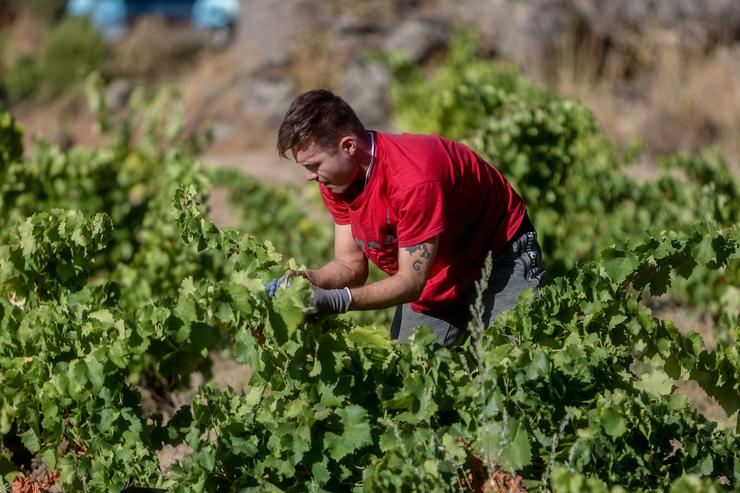 Un traballador recolle uvas no campo, a 23 de agosto de 2022, en San Martín de Valdeiglesias, Madrid / Ricardo Rubio - Arquivo