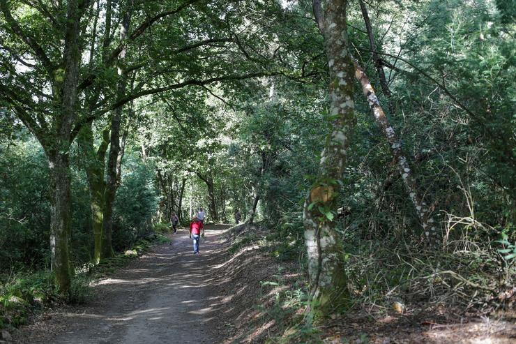 Un bosque de frondosas, na Ribeira Sacra,na Cova, Saviñao 