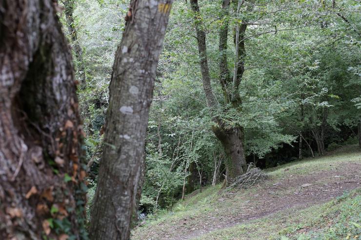 Un bosque de castiñeiros, na Ribeira Sacra, en Ferreiros de Abaixo, O Courel / Carlos Castro - Europa Press