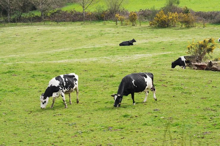 Varias vacas leiteiras pastorean nunha granxa 