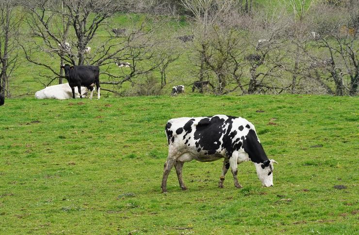 Varias vacas leiteiras pastorean na granxa Casa Grande de Xanceda, a 26 de marzo de 2022, en Xanceda, A Coruña 