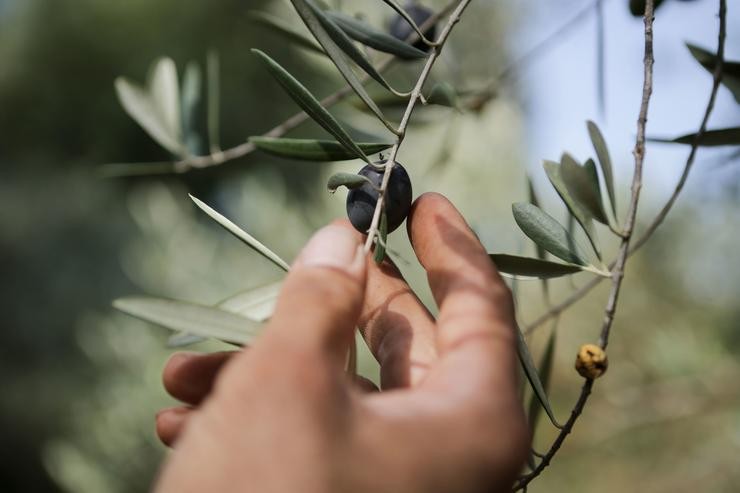 Un home colle unha oliva dunha rama dunha oliveira durante o comezo da recollida cultiva en Quiroga 