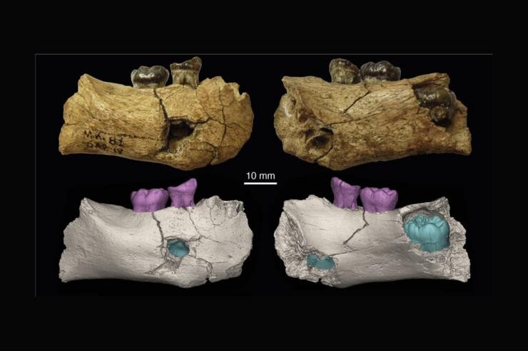 Fragmento mandibular de 'Garba', o exemplar máis antigo da especie 'Homo erectus' 