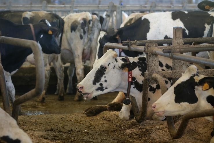 Vacas dunha gandaría de lácteo en Sabadelle, a 7 de agosto de 2023, en Chantada, Lugo 