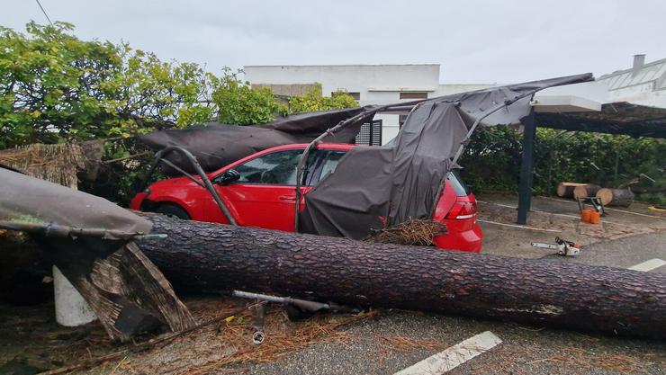 Unha árbore caída xunto a un coche, a 2 de novembro de 2023, en Vigo 