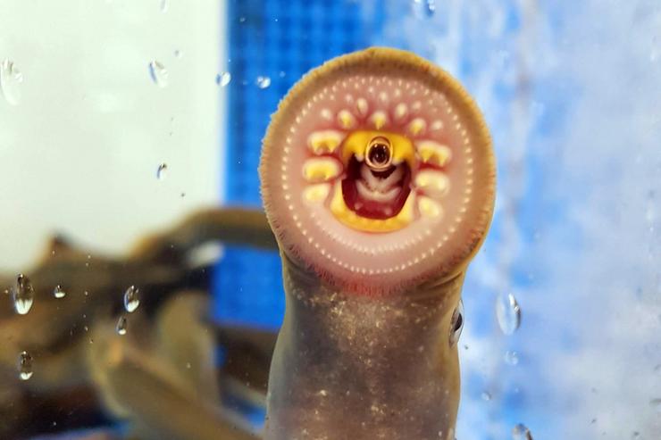 Poida que a lamprea non pareza sofisticada, pero esta liñaxe de peces ancestrais sen mandíbula deu lugar a un importante paso xenético na evolución de cerebros complexos / ALEX DE MENDOZA - Arquivo