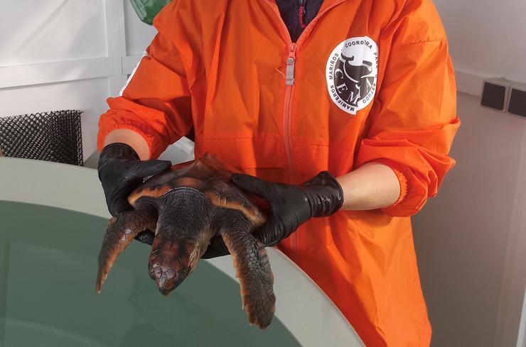 A tartaruga Ferdylan recupérase en Galicia antes de regresar ao mar.. XUNTA 