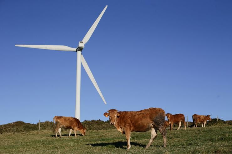 Varias vacas pastan xunto a un aeroxerador eólico no Parque eólico de Montouto, da Serra do Xistral / Europa Press - Arquivo