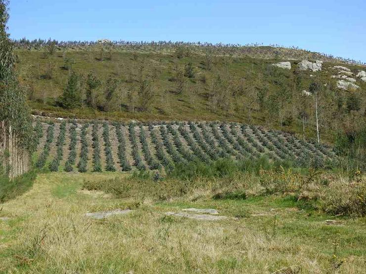 Plantación ilegal de eucaliptos na Serra do Xistral 