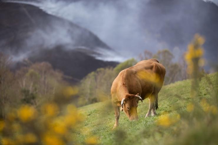 Unha vaca pasta cun fondo de monte queimado en Ou Sollío, a 30 de marzo de 2023, en Ou Sollío, Baleira, Lugo, Galicia (España). O incendio forestal declarado en Baleira (Lugo) continúa activo e afecta xa a 1.100 hectáreas, segundo recolle o último. Carlos Castro - Europa Press - Arquivo