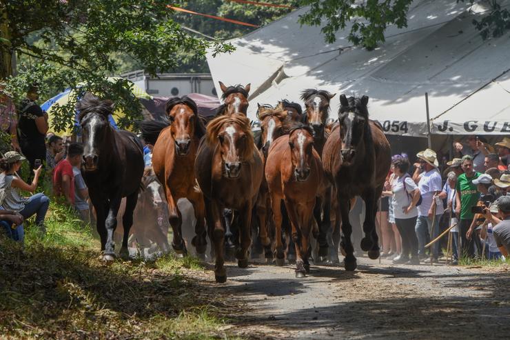 Varios cabalos durante a Rapa das Bestas, a 3 de xullo de 2022, en Sabucedo 